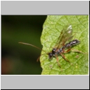 Dyspetes praerogator - Schlupfwespe w01a 9mm - Sandgrube Niedringhaussse det06.jpg